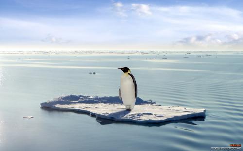 королевский пингвин на глыбе льда