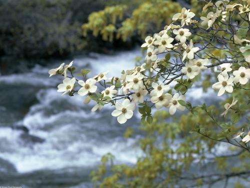 нежная ветка с цветами над горной рекой