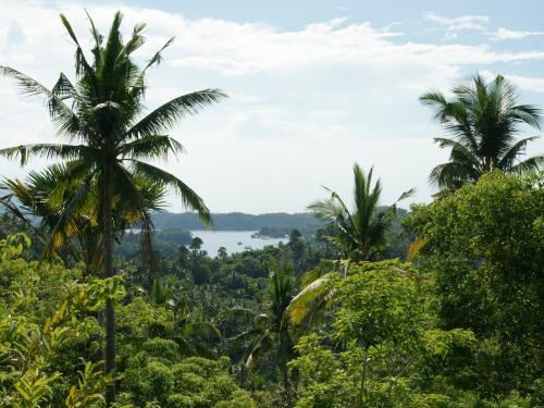 лес пальмы кокосы финики вид сверху