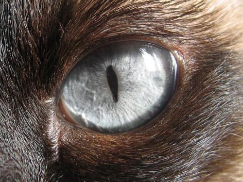 кошачий серый глаз