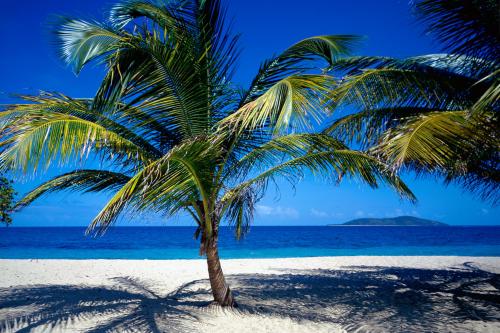 виргинские острова пальма на пляже с белым песком