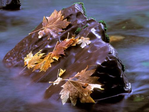 красные и желтые листья клена на коричневом камне в воде