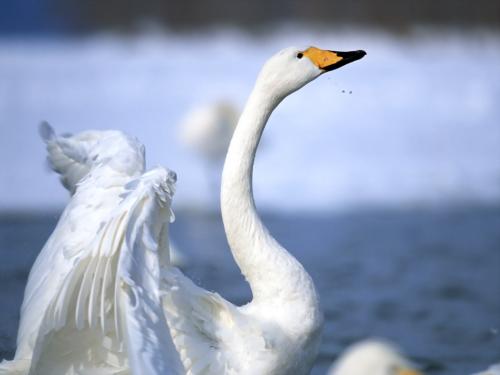 белый лебедь плескается в озере