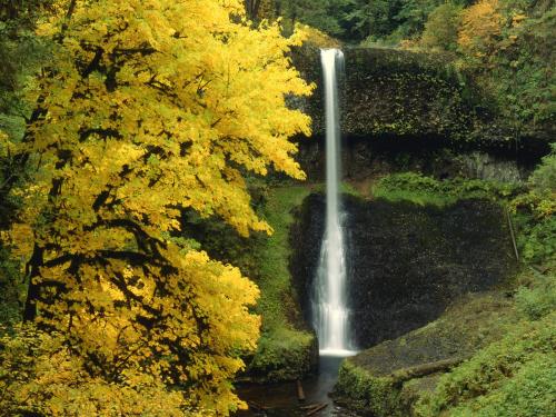  Silver Falls State  Oregon   