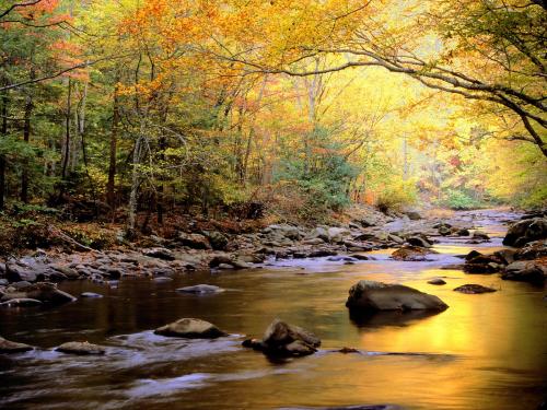 красно-желтый огненный осенний лес в солнечный день и спокойный водный поток с валунами
