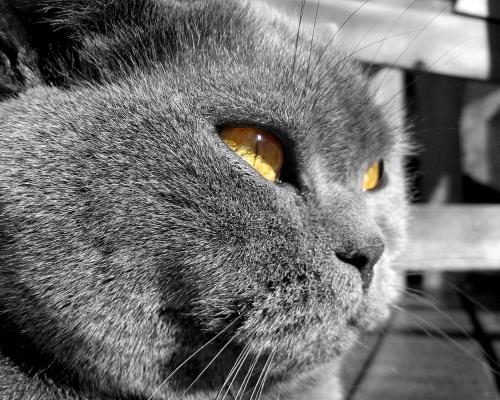 очень серый с голубизной кот с коричневыми глазами