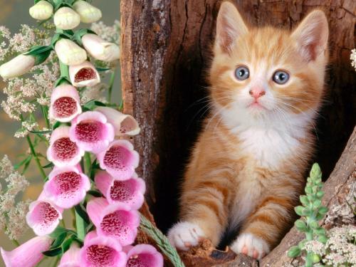 в дупле рыжий кот а рядом розовые орхидеи