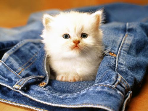кремовый с бежевым кот в синих джинсах