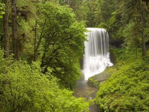 зеленые деревья и водопад Silver Falls State в Oregon