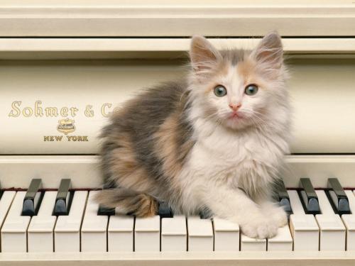 маленький рыжий с белым котенок на рояле sohmer new-yourk 