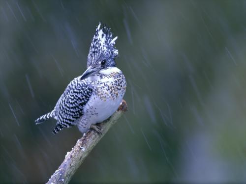 пятнистая птица сидит на ветви, идет дождь