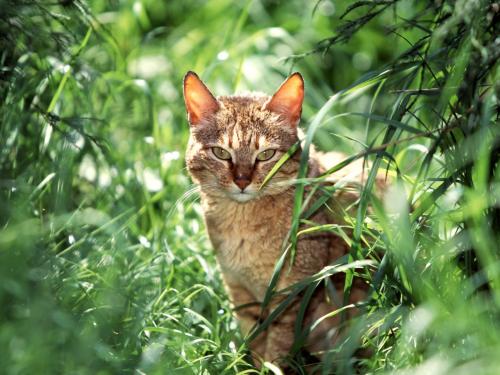 милый арабский дикий кот в траве