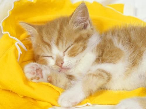 маленький рыжий котенок спит на желтой шапке