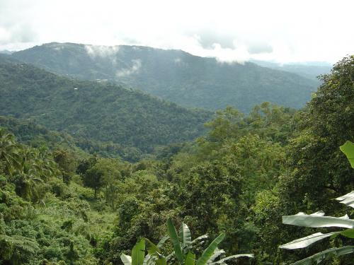 высоко в горах на юге тропики лес пальмы туман