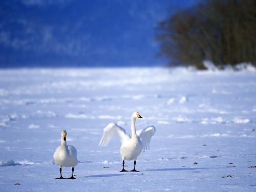 белые лебеди на замерзшем пруду