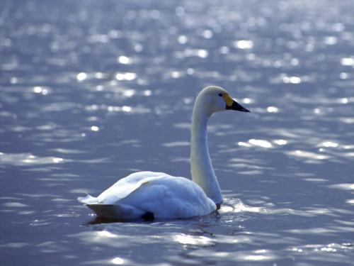 спокойный лебедь на тихом озере