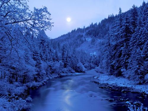 зимний сосновый лес и голубая река