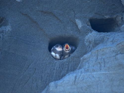 птенцы чаек в гнезде что на скале