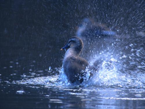 водоплавающая птица, утка взлетает с воды