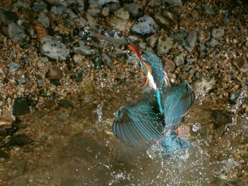 сизая птица купается на берегу ручья