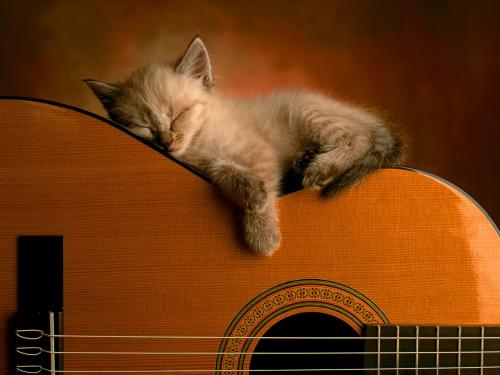 кремовый котенок спит на гитаре