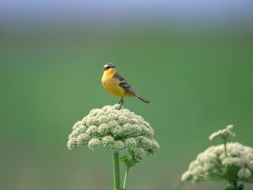 желтая маленькая птичка на цветке