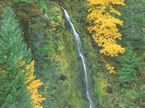 водопад Terwilliger Hot Springs Fall в Орегоне