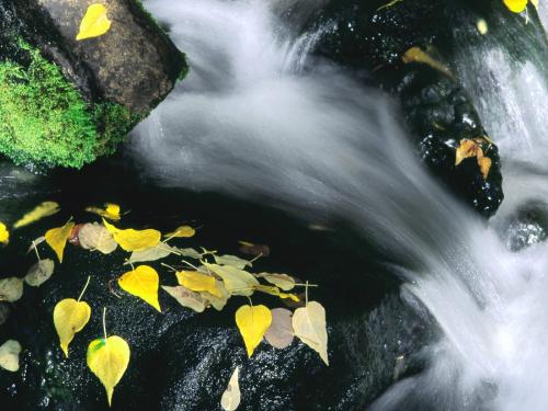 опавшие желтые листья на черные камни и быстрая вода