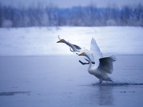 лебеди приземляются на озеро