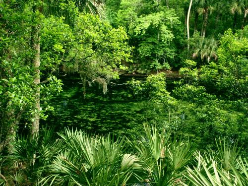 тихая заводь, озеро или болото с пальмами