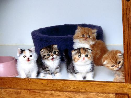 разные маленькие котята возле корзины