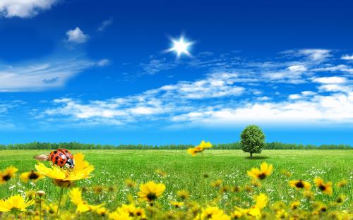 зеленая трава голубое небо желтые цветы божья корова