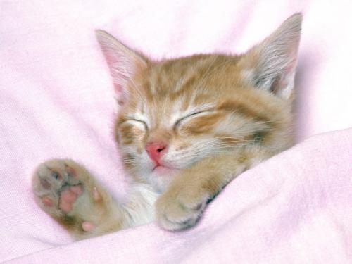 розовые сны рыжего кота
