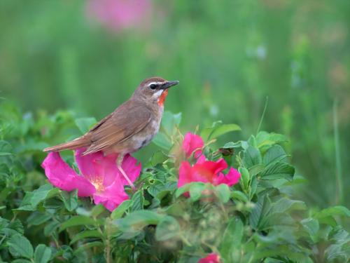 маленькая серая птица на красном цветке